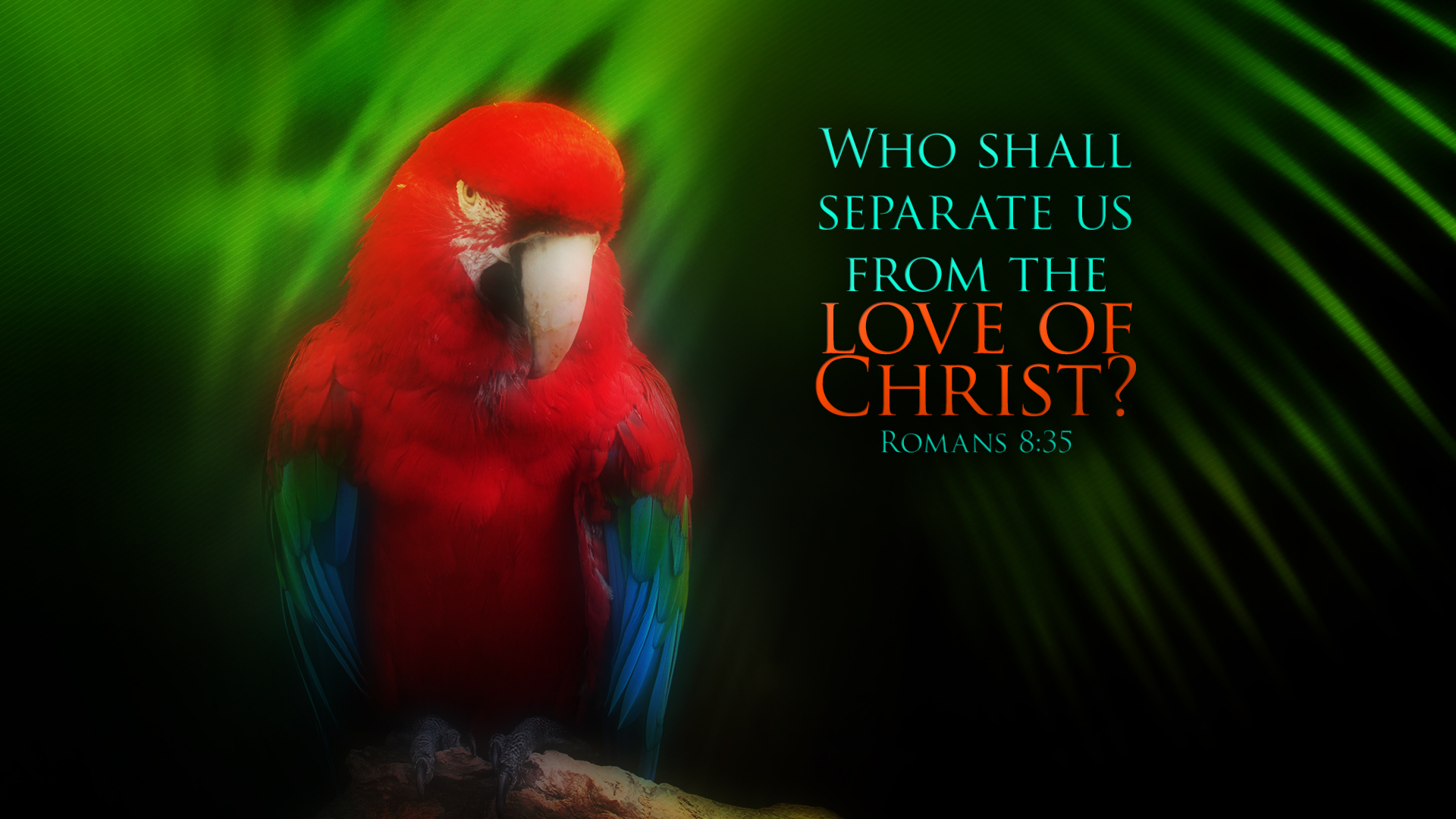 Macaw–Romans 8:35–Wallpaper